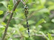 Aeshna cyanea male-190259